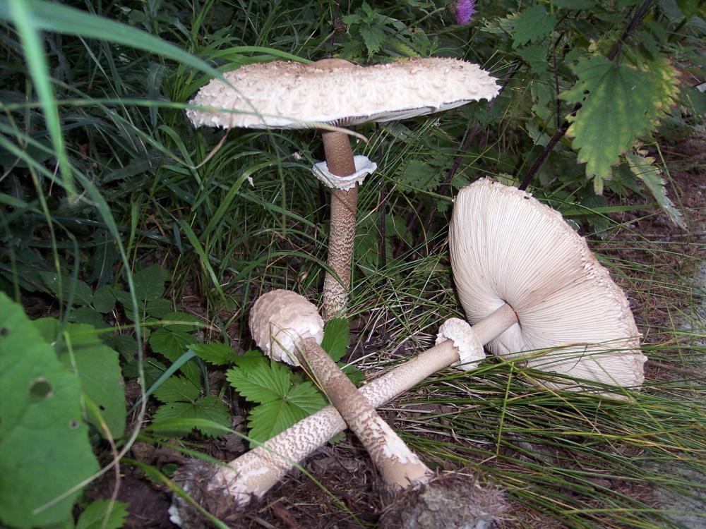 Escursione a Gressoney